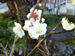 170228_4474 ご近所の庭に咲いた白梅VGA