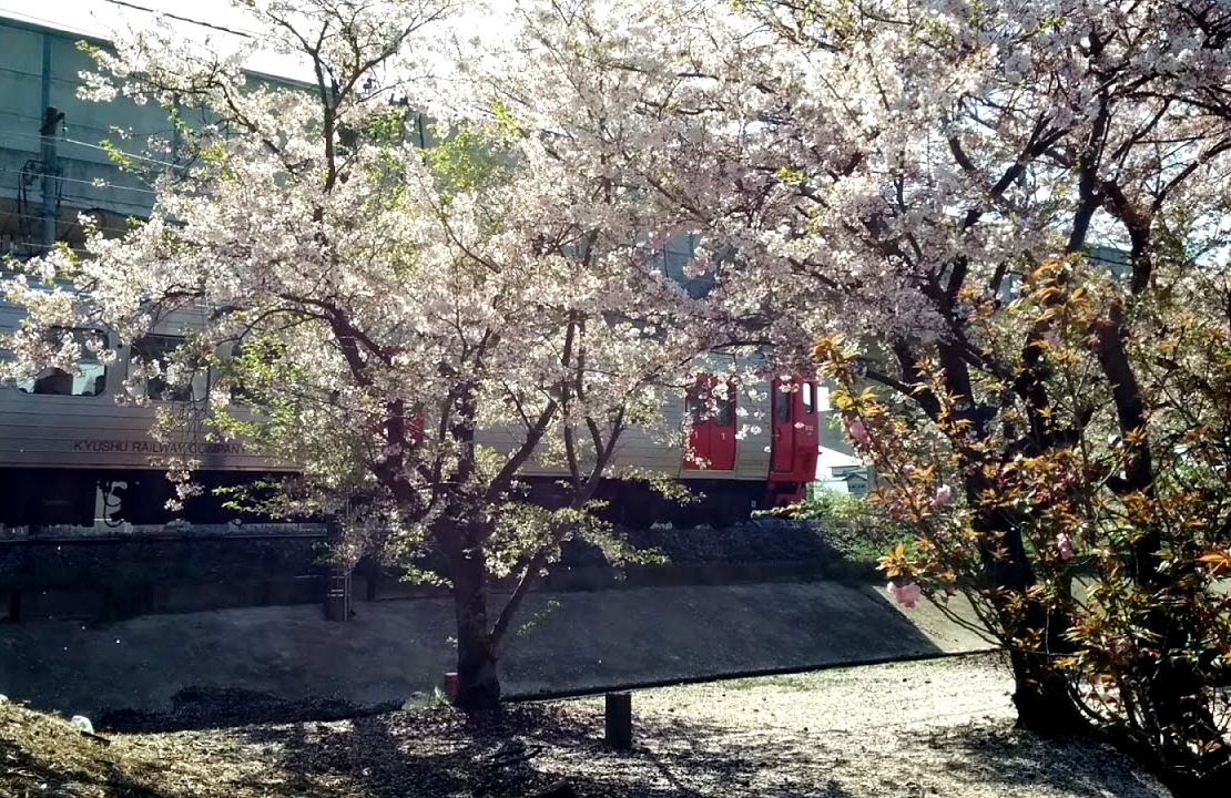 ８１３系桜