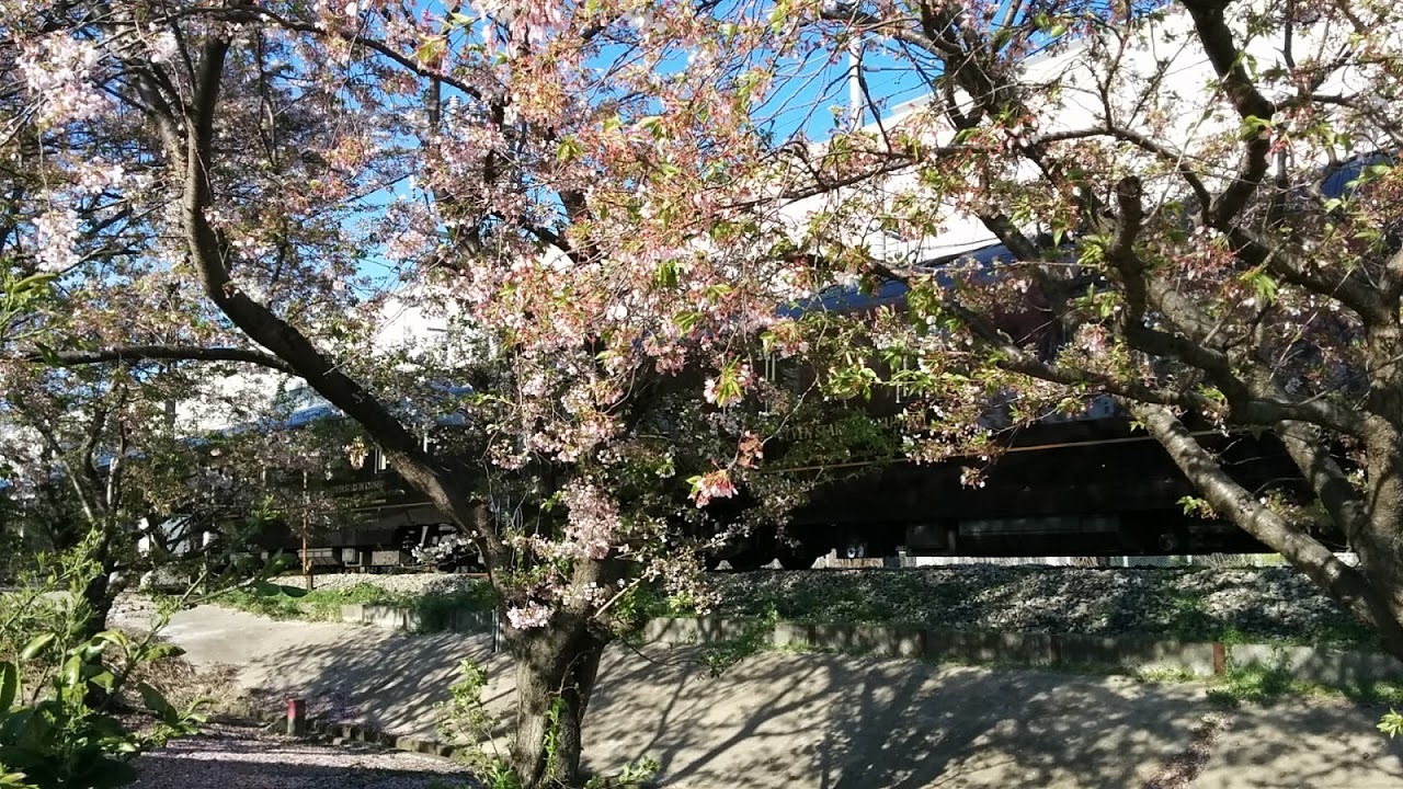 ななつ星in九州と桜