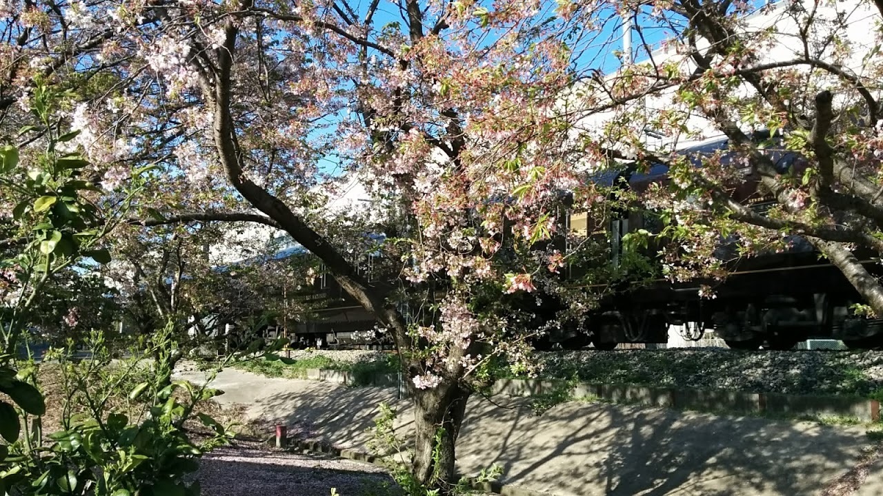 ななつ星in九州と桜