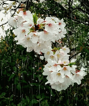 雨と桜gif