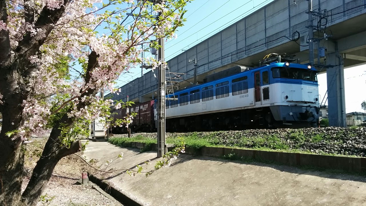 貨物列車と桜