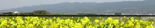 銚子鉄道と菜の花