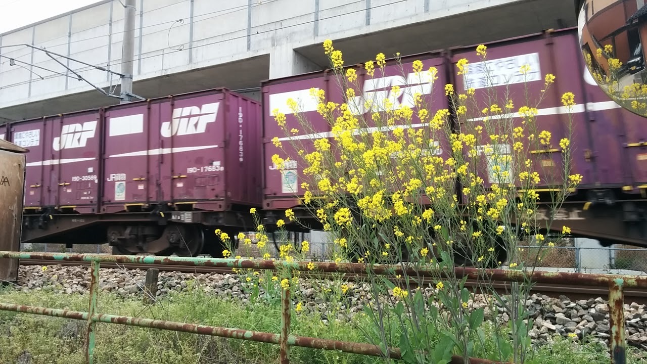 菜の花とEF81機関車