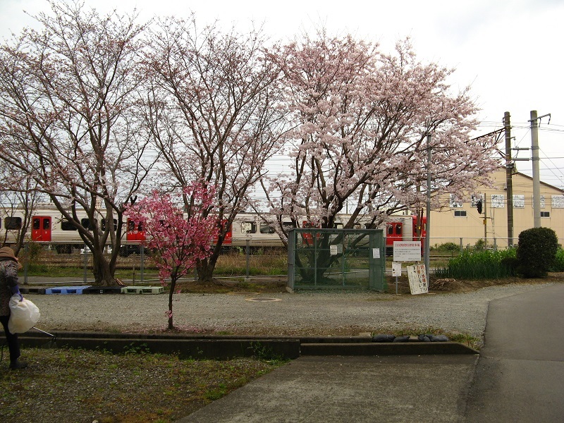 ８１３系と桜