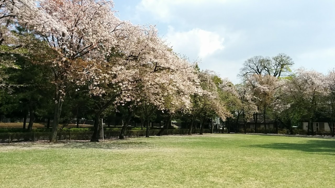 水前寺公園の桜