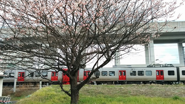 梅と電車