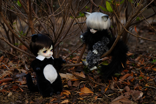 WITHDOLL、Happy Ending Story - Wolf Rudyのルディと、WITHDOLL、Halloween Limited Edition / Black Cat / Butler Pookyのキオ。モフモフけもっ子２匹で、お外にお出かけ