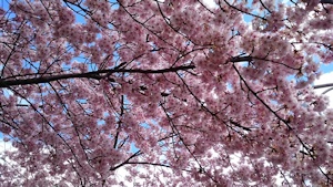 一気に桜満開