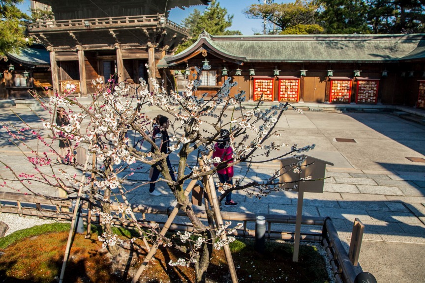 白山神社の梅