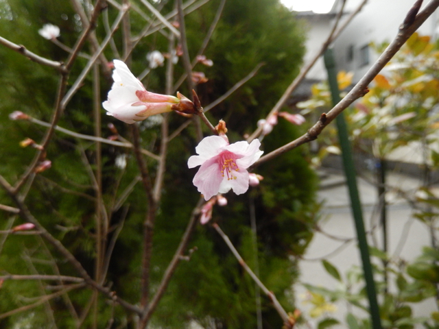 2016-3-10桜
