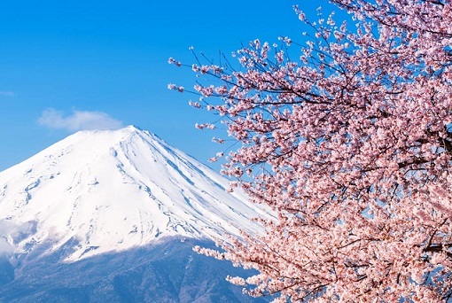 富士山　桜　日本