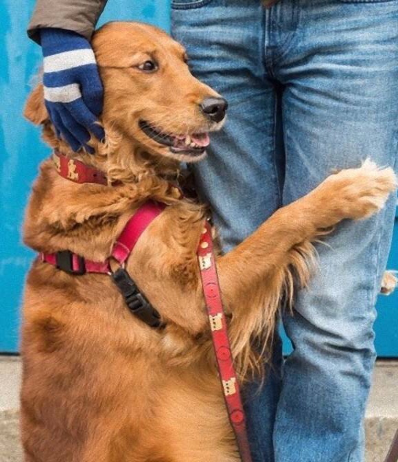 Картинки по запросу собака обнимака золотистый ретривер