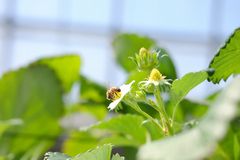 【写真】いちごの花の受粉作業をしているミツバチの様子