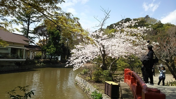 源平池の桜１