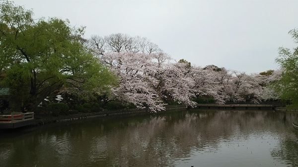源平池の桜２