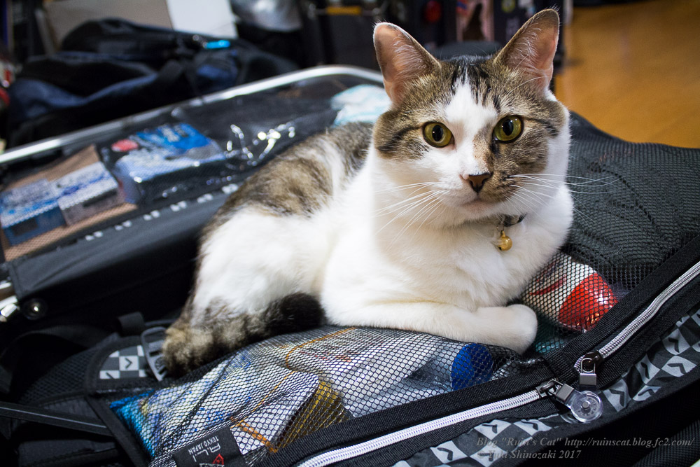 旅行かばんに紛れ込む猫