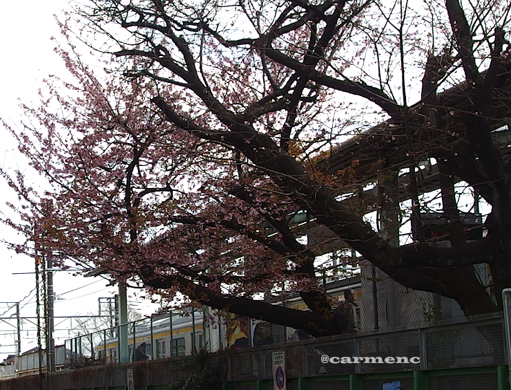 谷保駅の寒桜