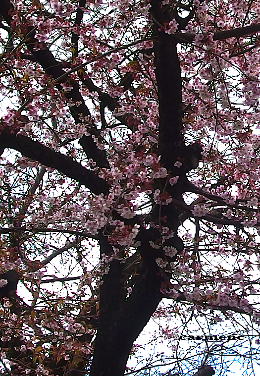 寒桜の樹