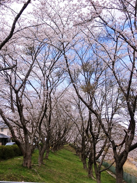 春の桜3