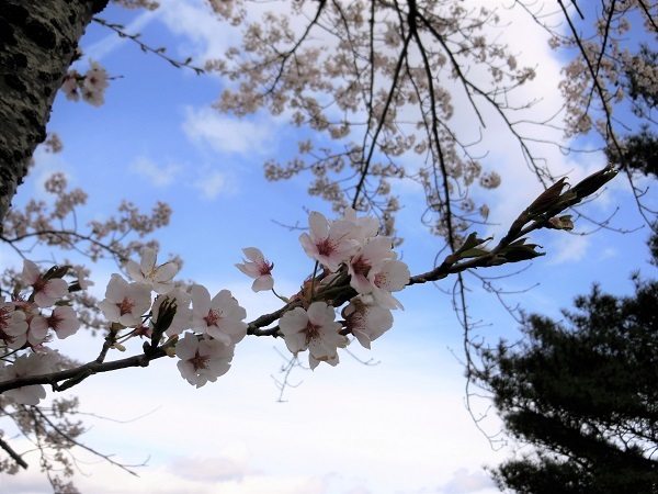 春の桜2