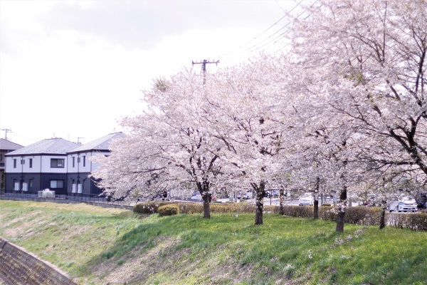 春の桜6