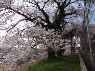 昭和天皇即位記念の桜