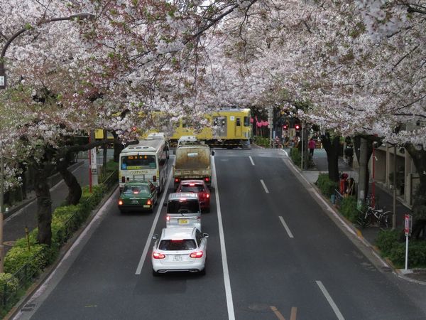 西武新宿線と中野通りが交差する踏切。後述の通り現在は一部植え替えが実施されたためこの光景はしばらく見られない。