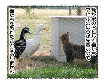 09032017_cat1.jpg