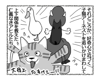 09032017_cat2.jpg