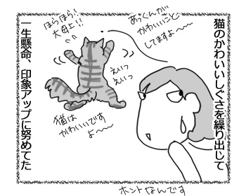 20022017_cat4.jpg
