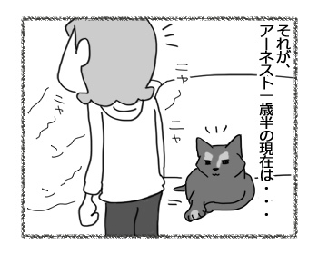 20032017_cat2.jpg