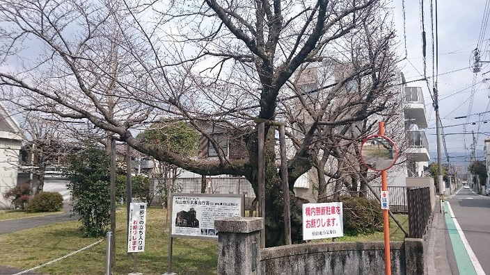 旧松山気象台桜