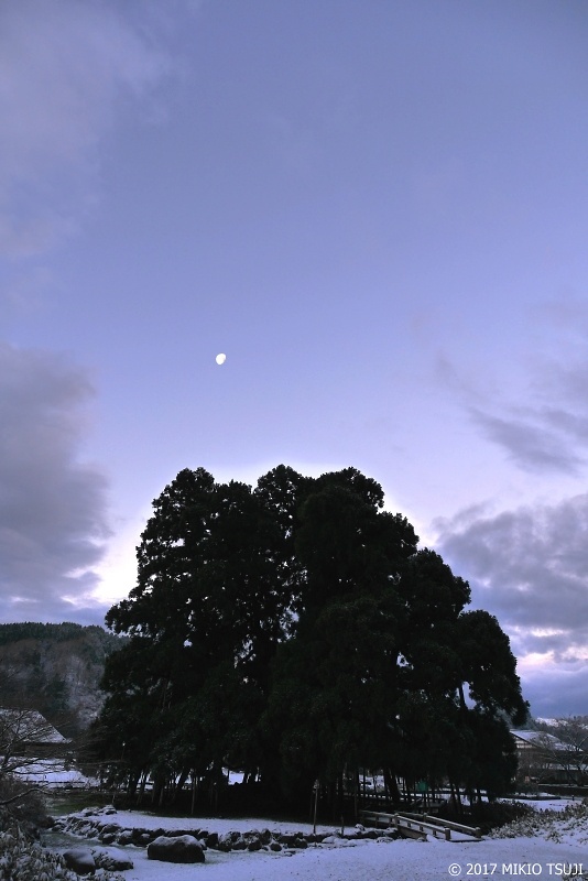 絶景探しの旅 - 0130 蒼白の御仏供杉 樹齢680年の名木百選さかさ杉 （石川県 白山市）