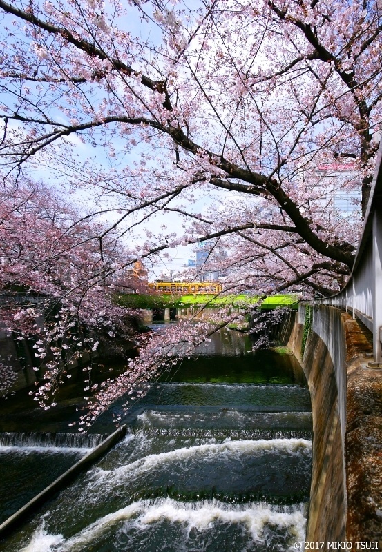 絶景探しの旅 - 0177  桜満開の神田川と都電荒川線 （東京都 豊島区）