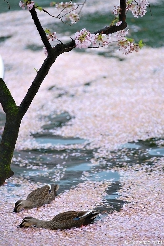 絶景探しの旅 - 0184 日本さくら名所100選 「井の頭恩賜公園」 桜の井の頭池 （東京都 武蔵野市）