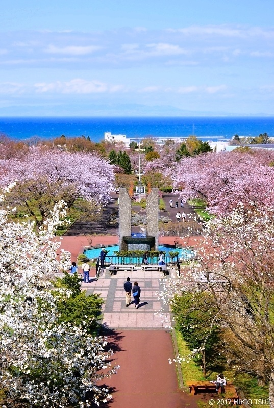 絶景探しの旅 - 0201 北の海と500本桜のオニウシ公園 （北海道 茅部郡森町）